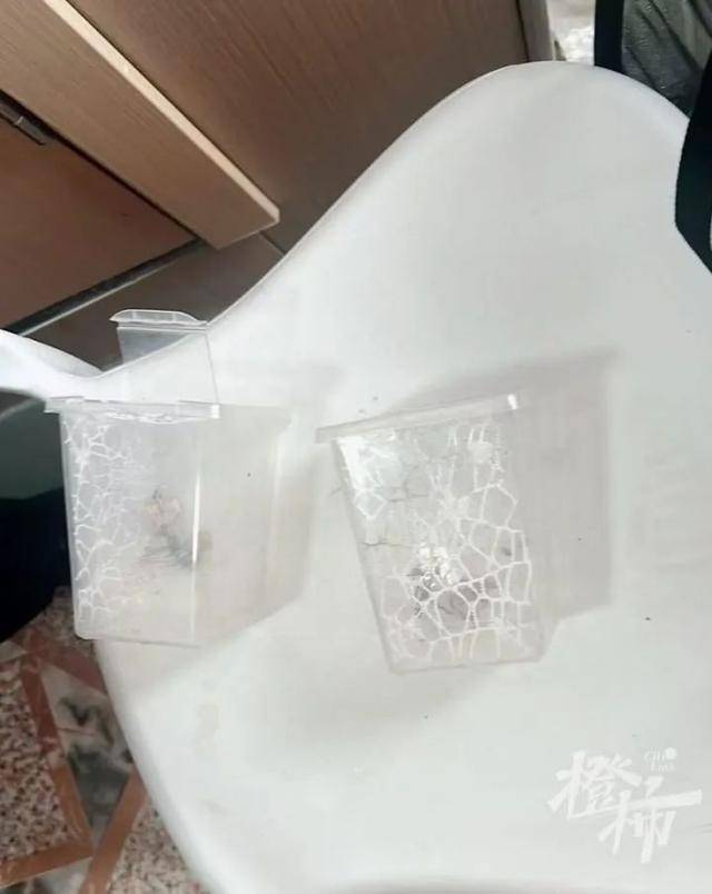 皇冠信用网庄家_门口惊现“蟑螂”皇冠信用网庄家，杭州一住户用杀虫剂一喷，邻居怒了：我的螳螂……