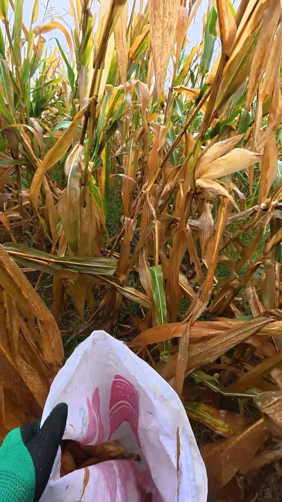 皇冠信用网登1_山东一大学生国庆8天假掰了7天半玉米皇冠信用网登1,本人称“自己多弯一次腰父母就少吃一点苦”