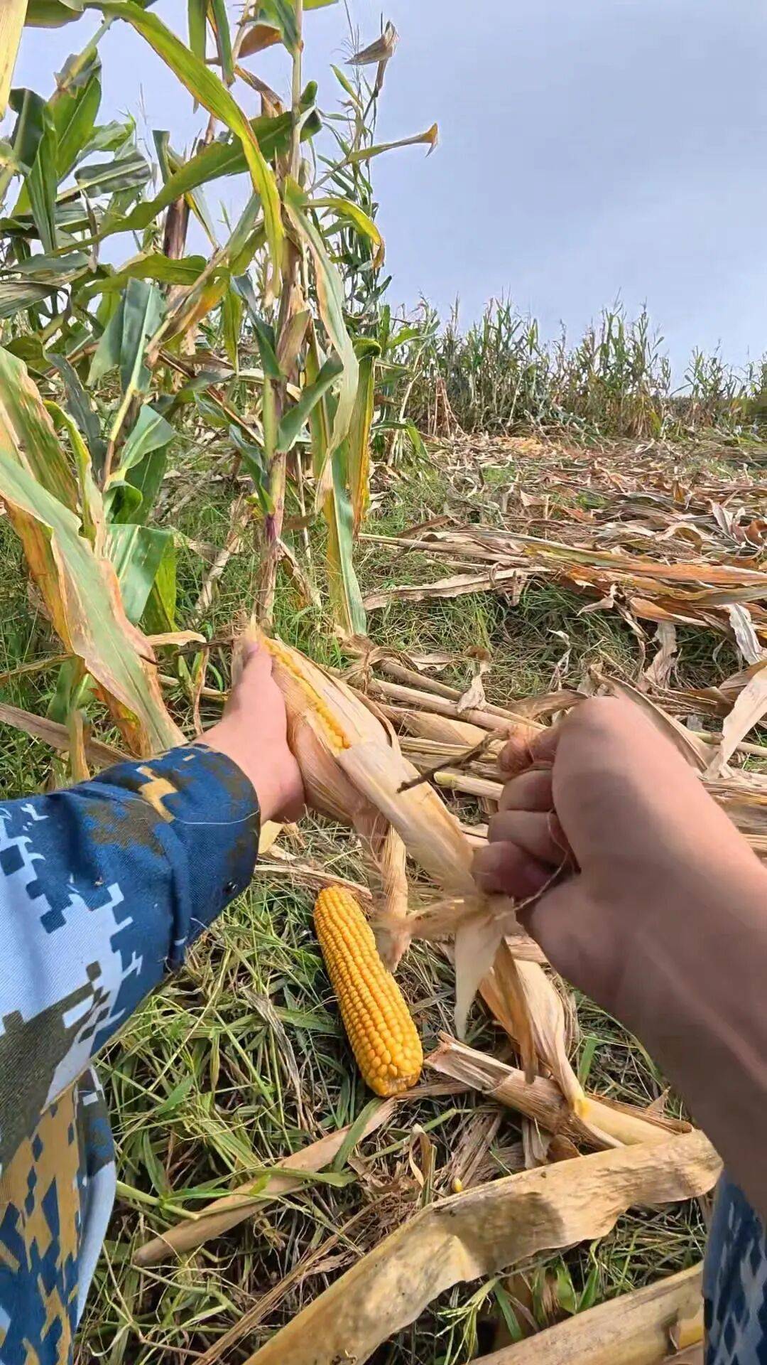 皇冠信用网登1_山东一大学生国庆8天假掰了7天半玉米皇冠信用网登1,本人称“自己多弯一次腰父母就少吃一点苦”