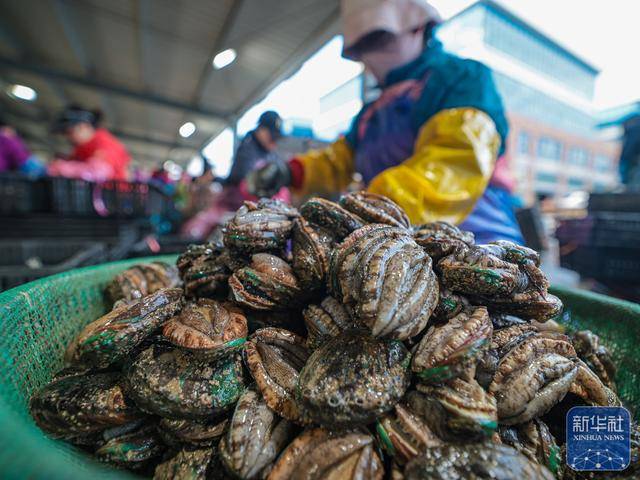 皇冠信用网足球代理_山东荣成：鲍鱼收获忙