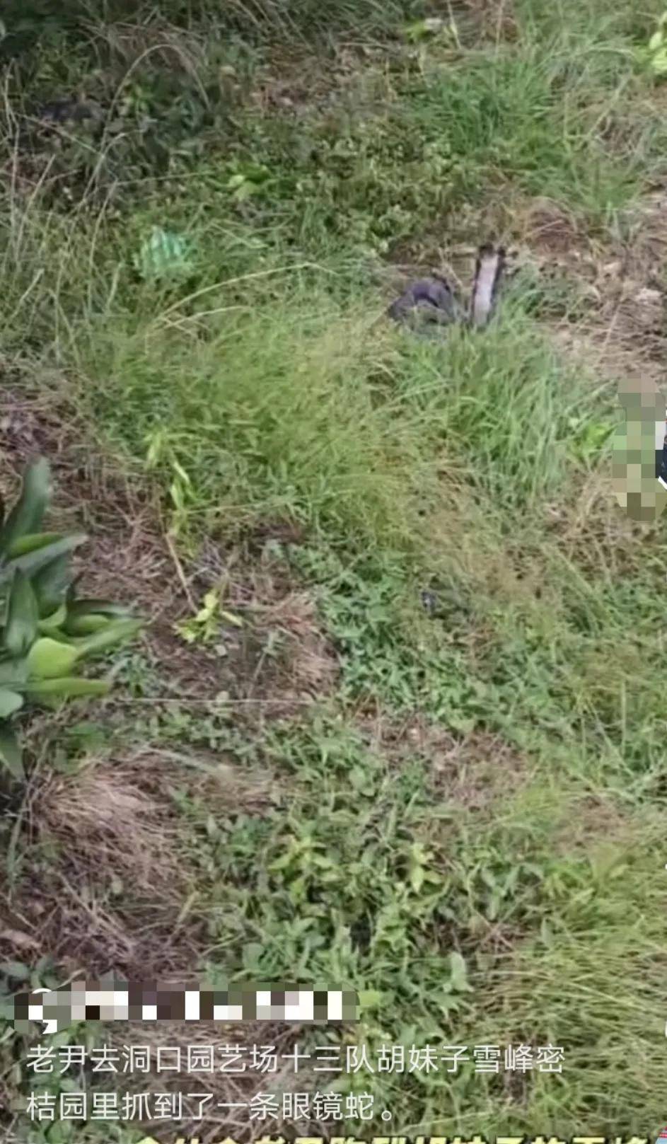 皇冠信用盘如何开户
_已组织10多人寻找!湖南邵阳一男子直播挖蛇时被咬皇冠信用盘如何开户
,拒打血清后失联